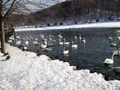 高松の池に飛来している白鳥