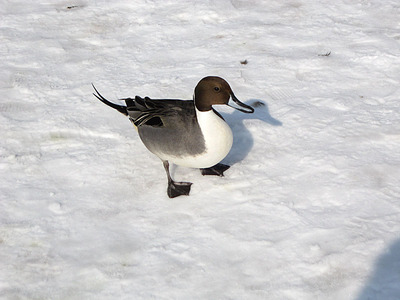 高松の池に飛来している白鳥