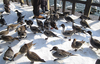 高松の池に飛来している白鳥